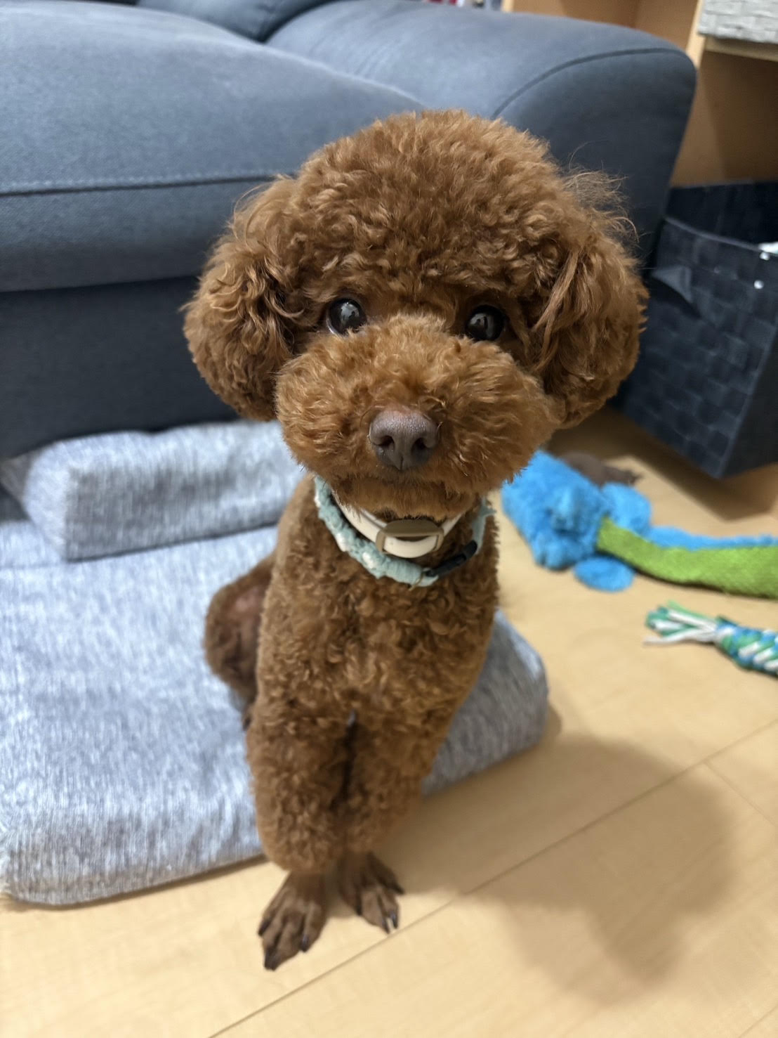 代表 川本和輝のプロフィール